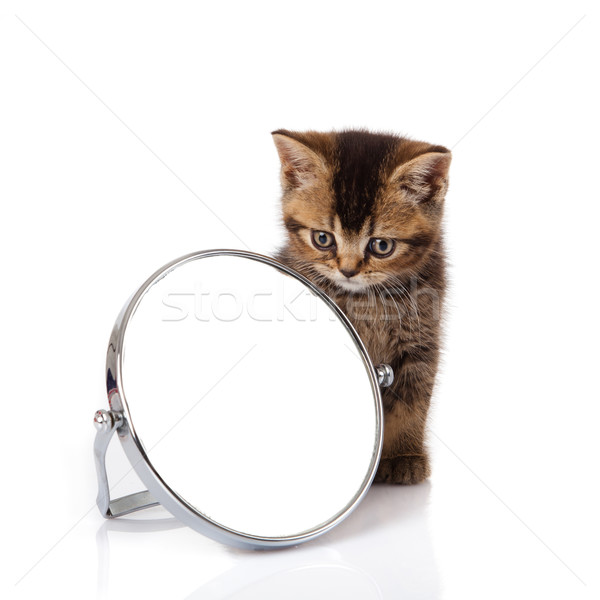 Gatito espejo blanco bebé cara Foto stock © EwaStudio