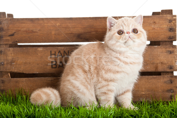 Exotic shorthair pisică frumos cutie lemn Imagine de stoc © EwaStudio