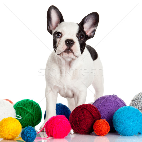 French Bulldog  puppy with a wool balls isolated on white backgr Stock photo © EwaStudio