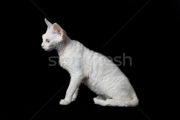 Devon Rex on black background  Stock photo © EwaStudio