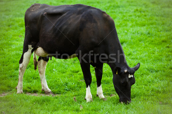 Foto d'archivio: Vacche · verde · prato · foresta · campo · farm