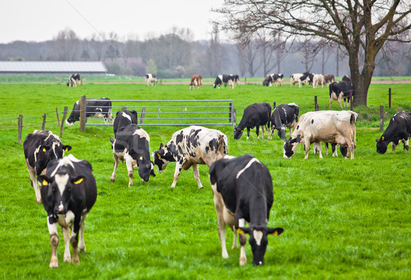 Stock photo: Cows on meadow with green grass. Grazing calves