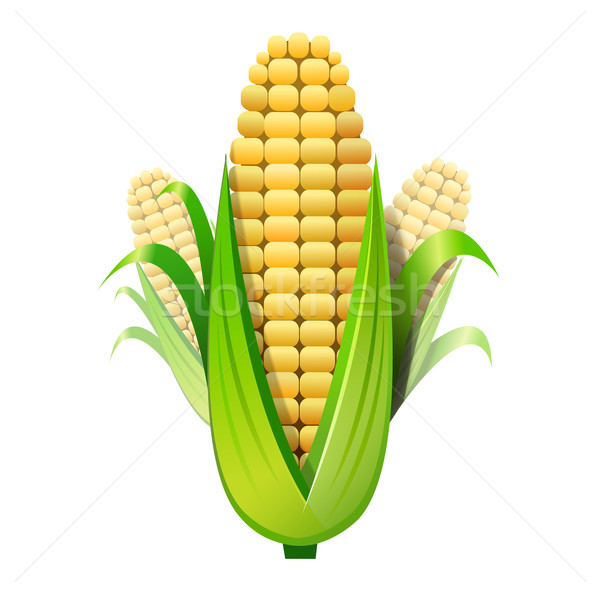 corn Stock photo © exile7