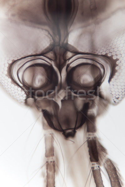 Mosquito Head Under Microscope Stock photo © eyeidea