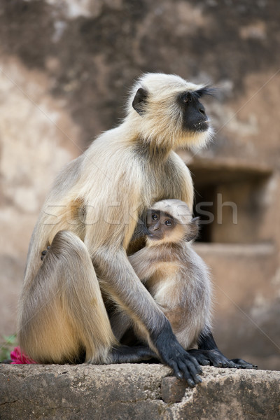 Gray Langur protecting its Cub Stock photo © faabi