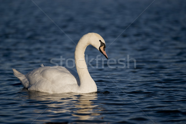 Stock foto: Stumm · Schwan · wissenschaftlichen · Name · Vogel · Tier