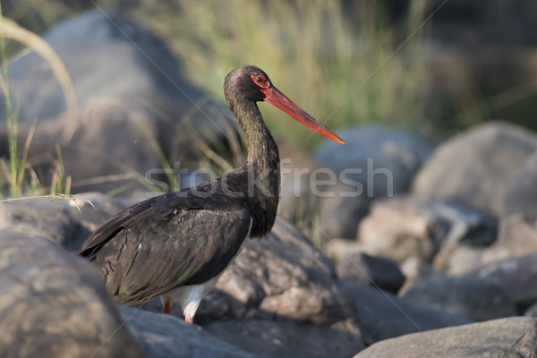 Black Stork in Ranthambhore N.P. - India Stock photo © faabi