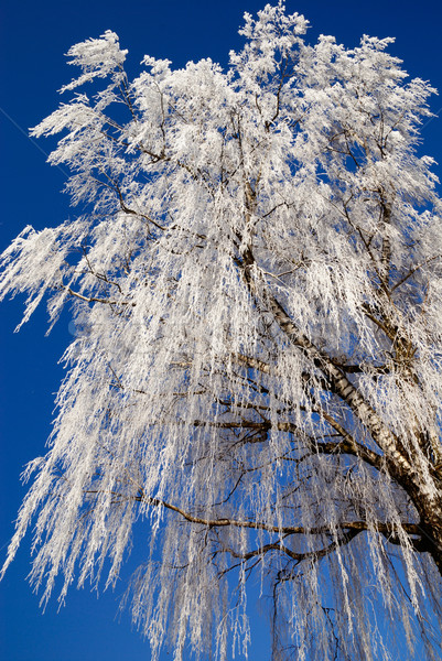 Inghet frumos copac iarnă Blue Sky natură Imagine de stoc © fahrner