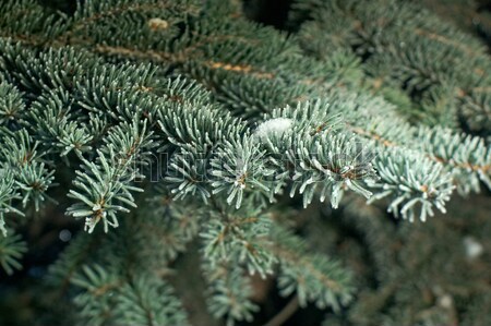Foto stock: Invierno · helada · ataviar · árbol · primer · plano · superficial