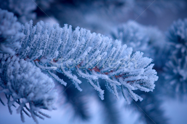 Stockfoto: Winter · vorst · sparren · boom · ondiep