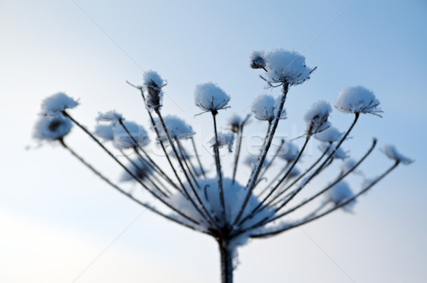 Winter scene .Frozenned flower Stock photo © fanfo