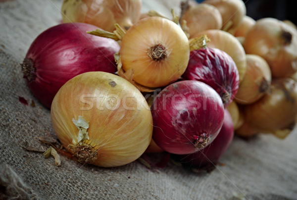 Hanging bunch bundle of onion Stock photo © fanfo