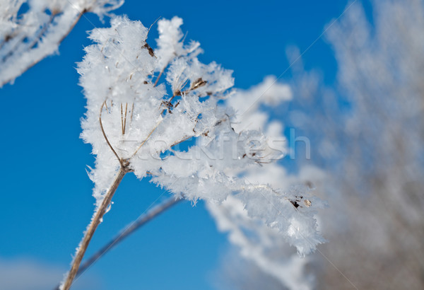 Winterlandschap bloem zon sneeuw achtergrond Stockfoto © fanfo