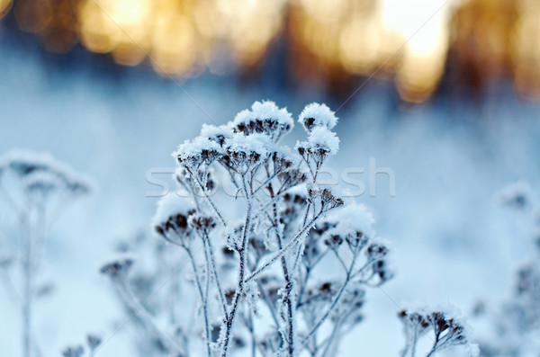 Winter scène landschap sneeuw schoonheid reizen Stockfoto © fanfo