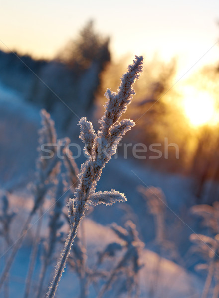 Téli tájkép virág fenyőfa erdő naplemente fa Stock fotó © fanfo
