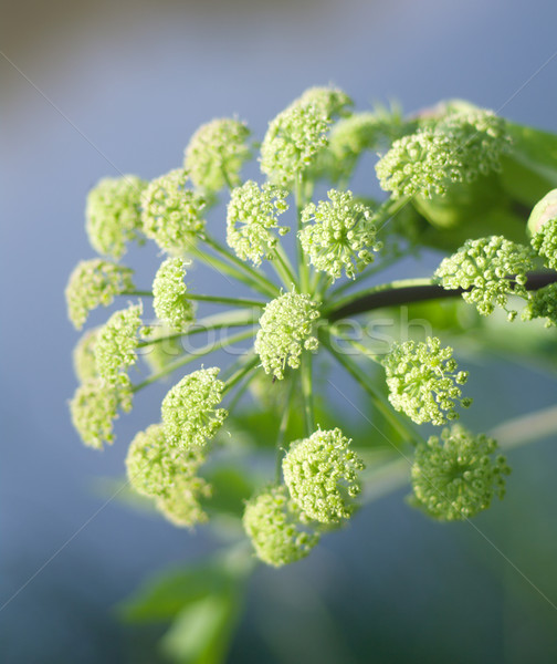 Angelica plan. Close-up  Stock photo © fanfo