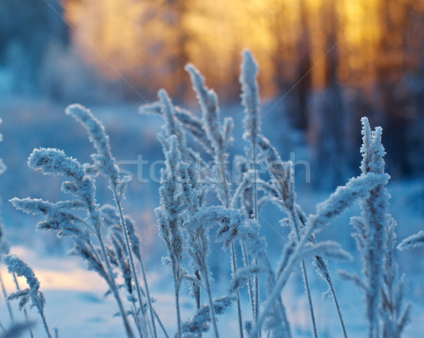 Winterlandschap bloem pine bos zonsondergang boom Stockfoto © fanfo