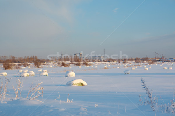 Frozen trees in snowy field Stock photo © fanfo