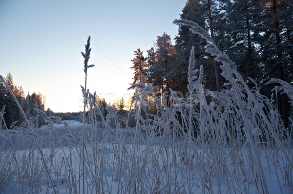 Winterlandschap boom landschap sneeuw schoonheid witte Stockfoto © fanfo