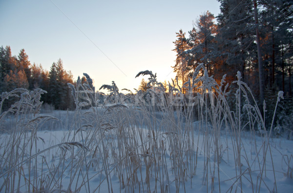 Winterlandschap boom landschap sneeuw schoonheid witte Stockfoto © fanfo