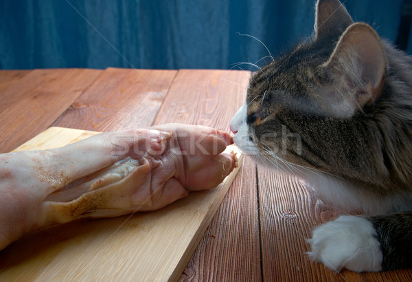 Cat eating piece of meat Stock photo © fanfo