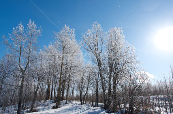 Inverno panorama congelato alberi luminoso Foto d'archivio © fanfo