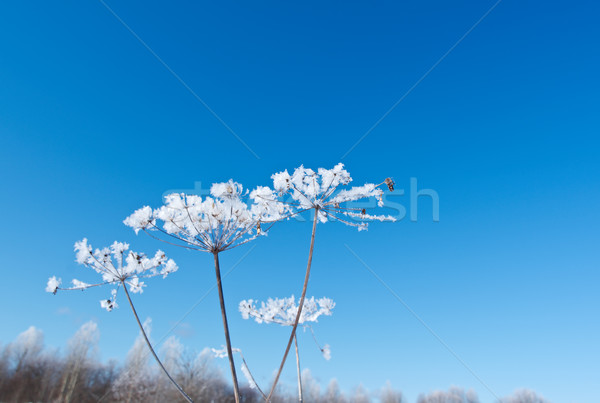 .Frozenned flower close up Stock photo © fanfo