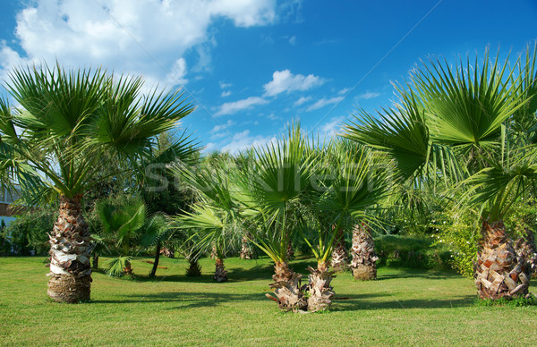 Beauty palm-trees in Antalya Stock photo © fanfo