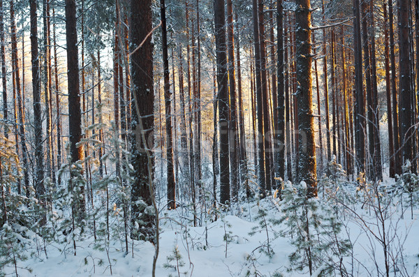 winter landscape .Winter scene  Stock photo © fanfo