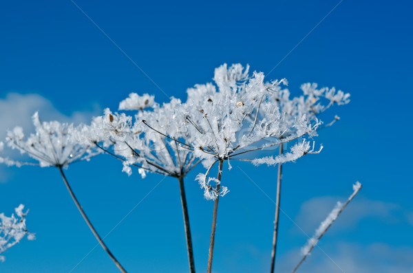 Winterlandschap bloem zon sneeuw achtergrond Stockfoto © fanfo