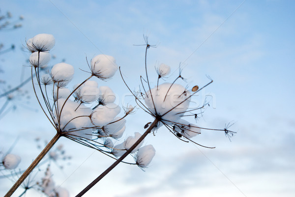 Winterlandschap winter boom natuur sneeuw schoonheid Stockfoto © fanfo