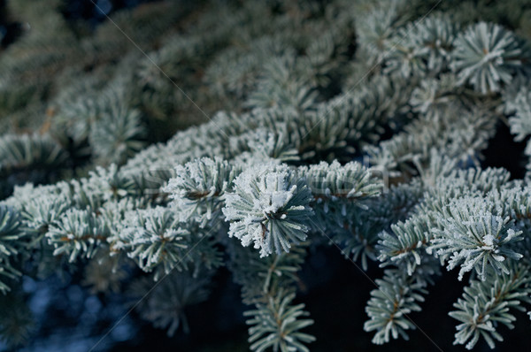 Hiver gel épinette arbre peu profond [[stock_photo]] © fanfo