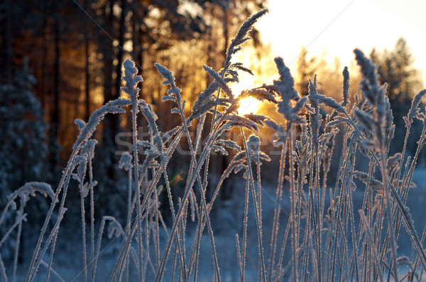 Winterlandschap boom landschap sneeuw schoonheid witte Stockfoto © fanfo