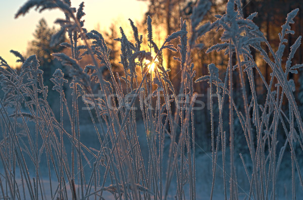 Winterlandschap boom landschap sneeuw schoonheid witte Stockfoto © fanfo