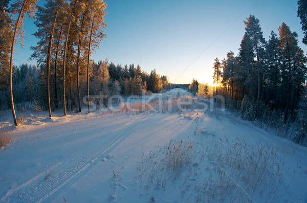 winter landscape .Winter scene  Stock photo © fanfo