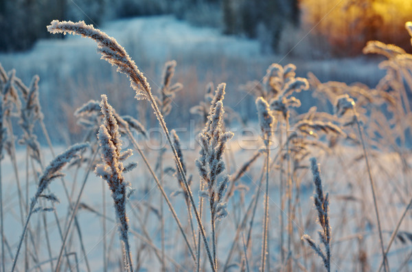 Winterlandschap bloem pine bos zonsondergang boom Stockfoto © fanfo