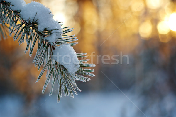Kış manzara çam orman gün batımı Stok fotoğraf © fanfo