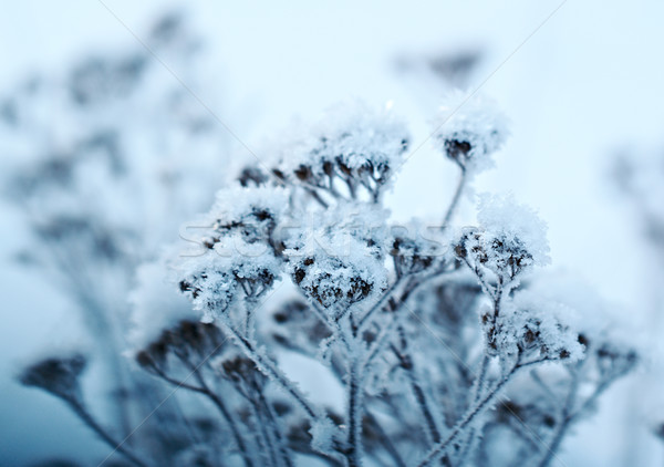 Winter scène landschap sneeuw schoonheid reizen Stockfoto © fanfo