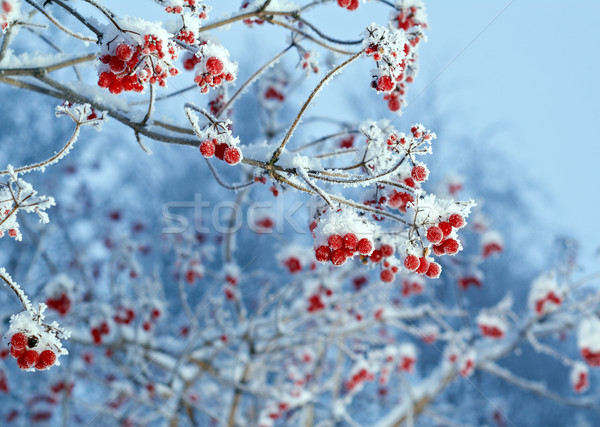 Red berries of viburnum with hoarfrost  Stock photo © fanfo