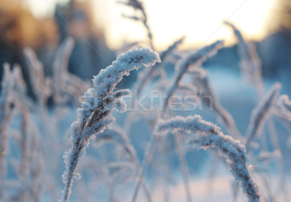 Winterlandschap boom landschap sneeuw schoonheid witte Stockfoto © fanfo