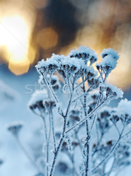 Winter scène landschap sneeuw schoonheid reizen Stockfoto © fanfo