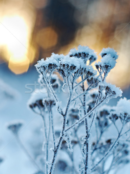 Winter landscape.Winter scene Stock photo © fanfo