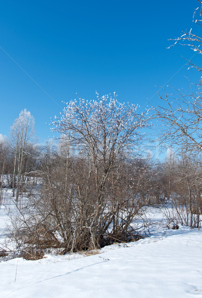 Winter landscape. frozen trees.  Stock photo © fanfo