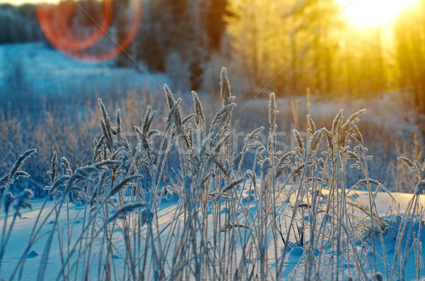 Winterlandschap bloem pine bos zonsondergang boom Stockfoto © fanfo