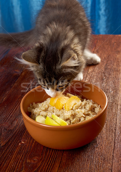 cat tries Oat porridge Stock photo © fanfo