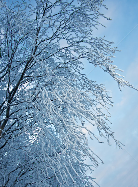 Birch trees with hoarfrost on the branches Stock photo © fanfo