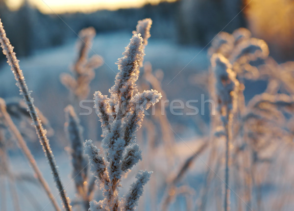 Winterlandschap bloem pine bos zonsondergang boom Stockfoto © fanfo