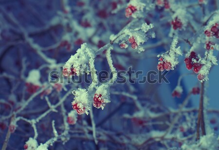 Stock photo: Red berries of viburnum with hoarfrost 