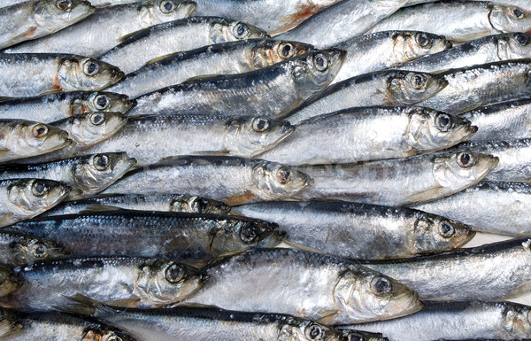 Fresh herring Stock photo © fanfo