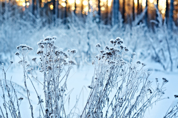 Winter scène landschap sneeuw schoonheid reizen Stockfoto © fanfo